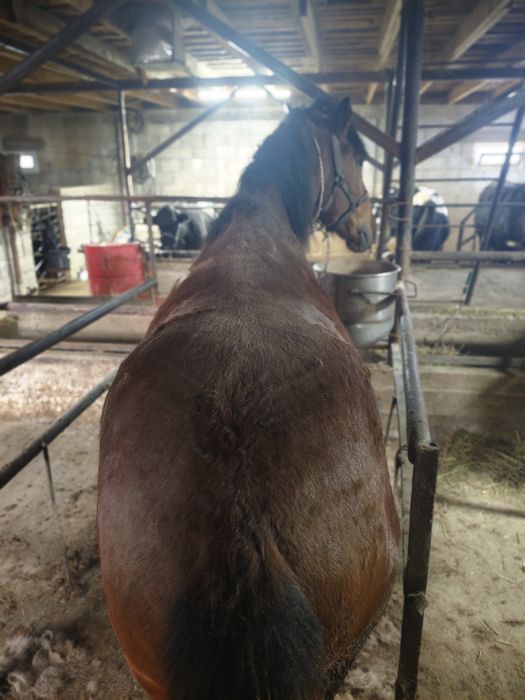 Продается лошадь/ жылқы сатылады