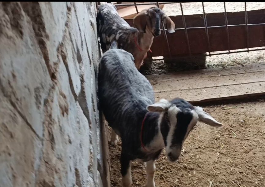 Сүтті ешкілер сатылады