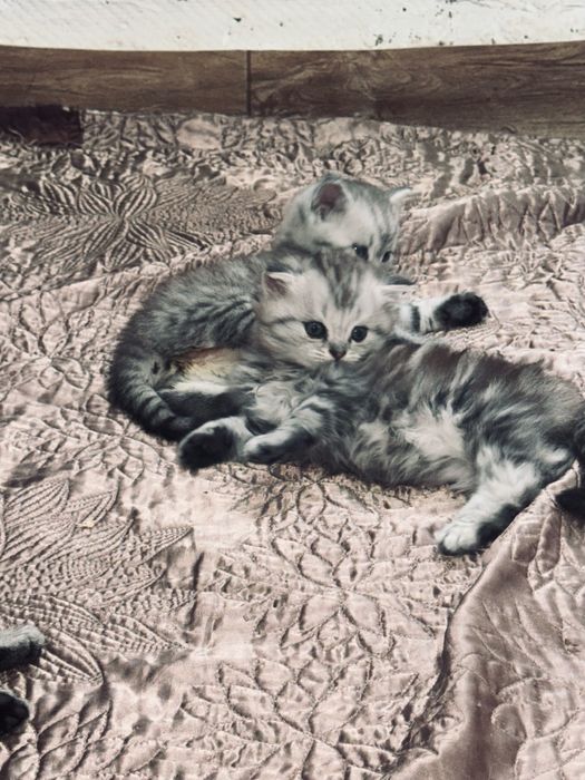 котята шотландской породы