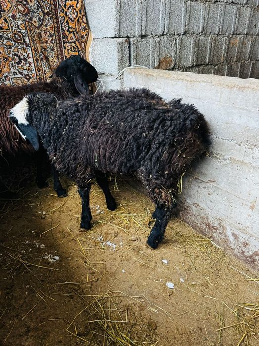 Продам зрелых баранов