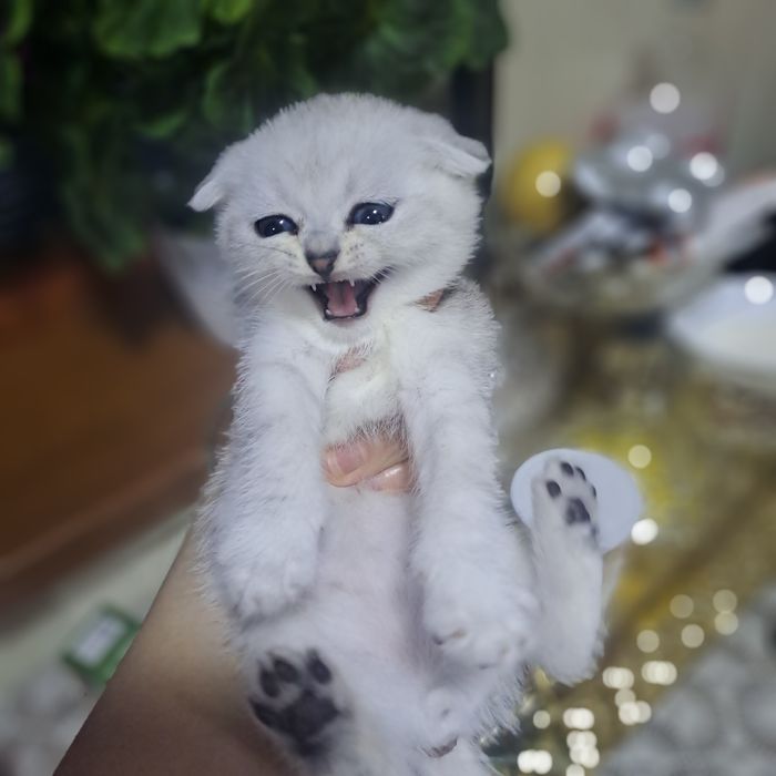 Продается котята