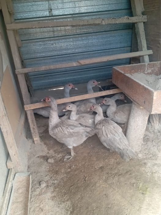 продам индоуток