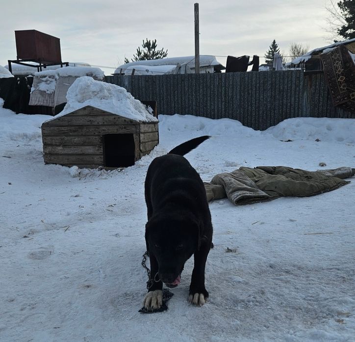 Отдам щенка 8 месяцев, помесь лабрадор