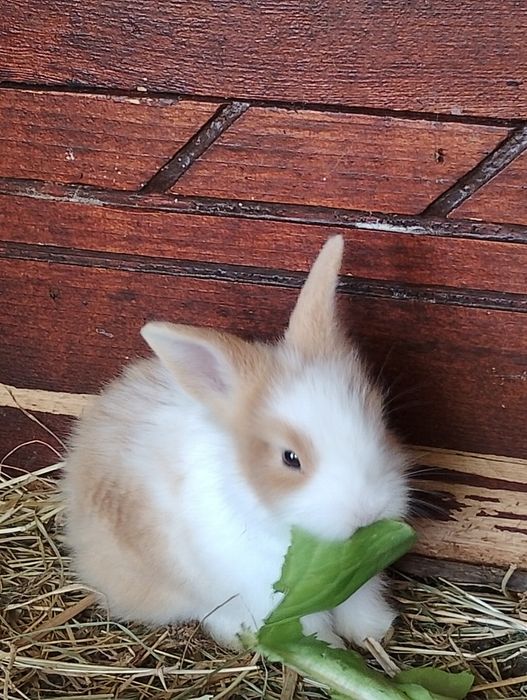 Puiuți  iepurasi rasa pitica
