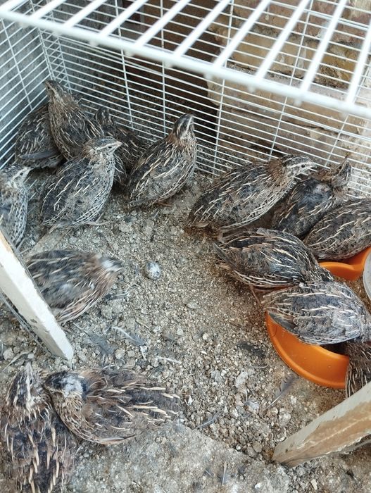 Бедоналар сотилади 50 кундик