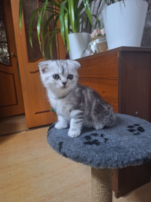 Продаются котята