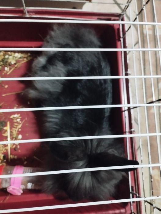 Продам кролика .