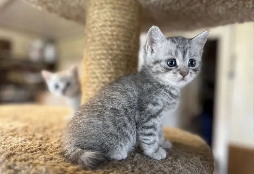 Котята Скоттиш Страйт