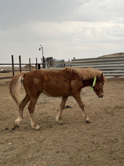 Тай лар сатылады 2025