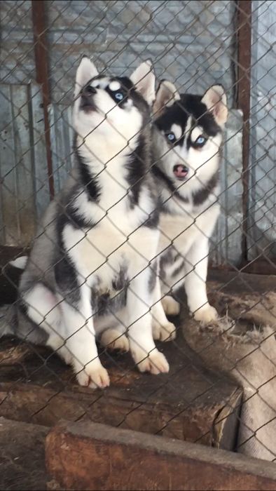 скидки от Хаски Планета всегда