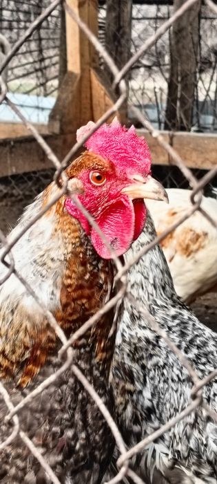 Петух 6000 продам