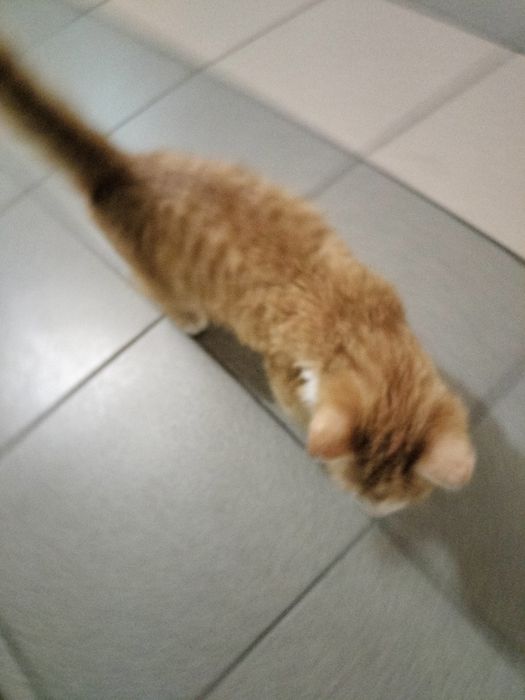 Кошечка рыжая даром