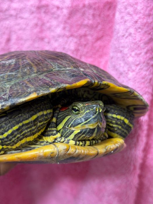 Продаётся красноухая черепаха