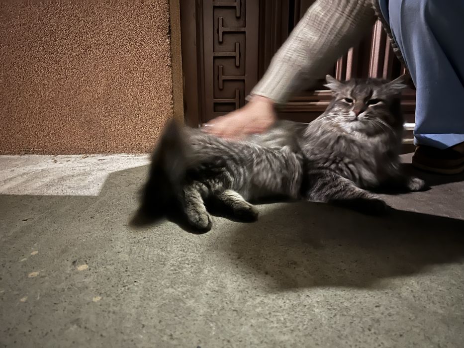 Норвежская-лесная кошка