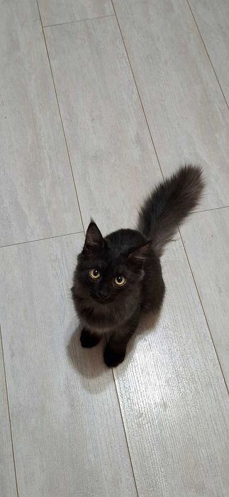 Отдам в добрые руки котика, мальчик