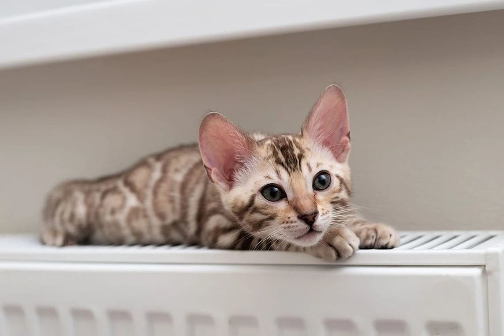 Бенгальские котята