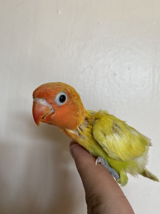 Ручной попугай неразлучник