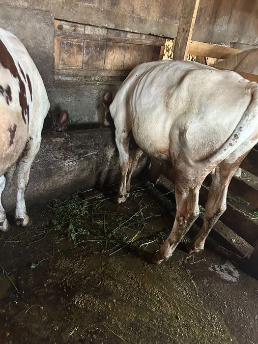 Doi tauri de vanzare