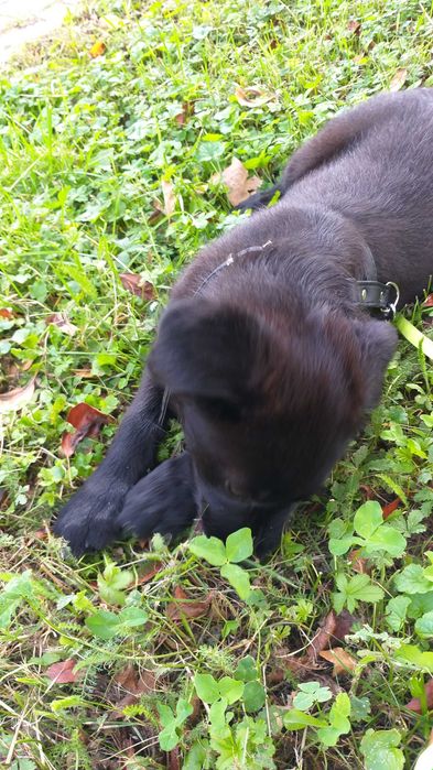 Caine pentru adoptie