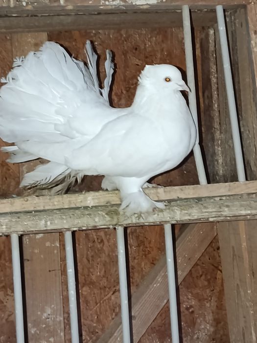 Voltati indieni de vanzare