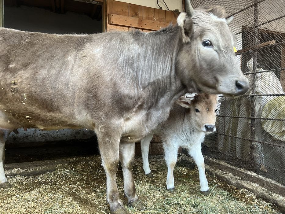 Корова с телёнком(тёлочка)