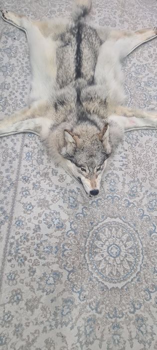 Кавер из шкуры арлана