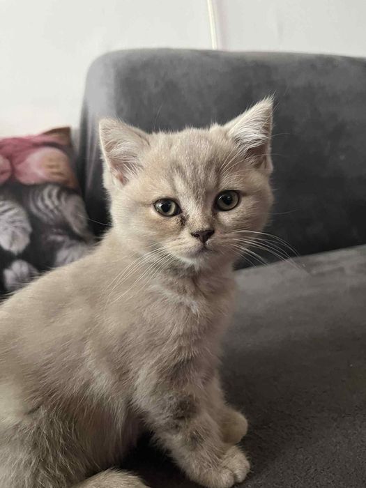 Шотландски клепоухи