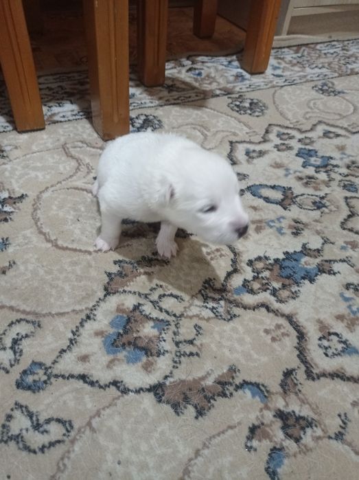 Отдам двух шенков