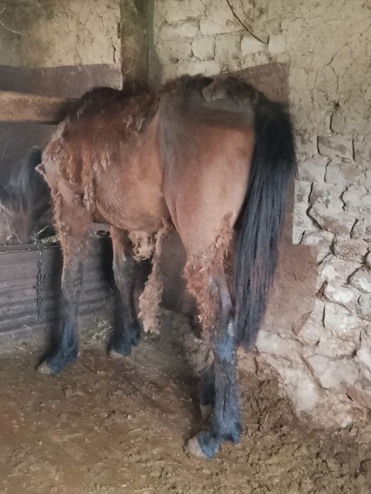 Продам жеребенка