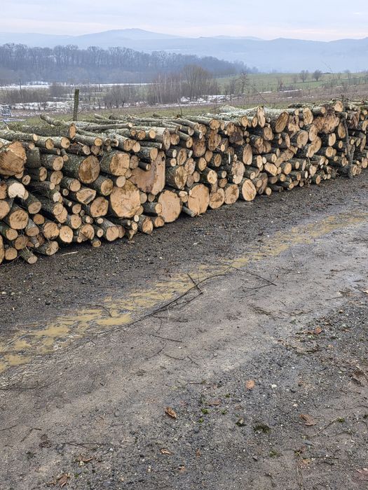 Lemne de foc  carpen