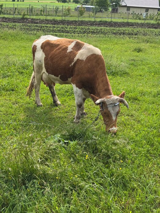 vand vaca Bălțată Romaneasca de lapte