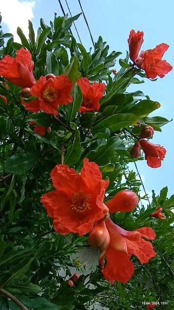 Rodiu de plantat în grădină