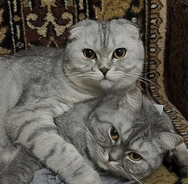 Вислоушки скоттиш фолд!