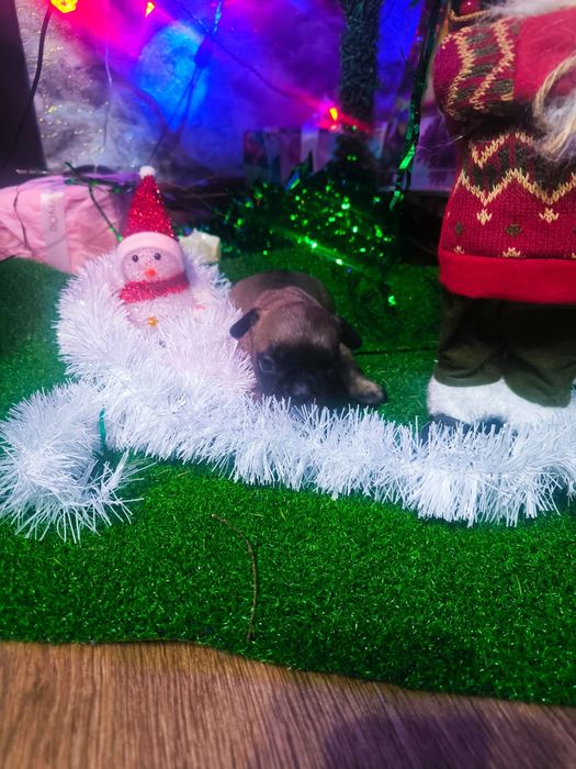 Французские бульдоги мальчики и девочки