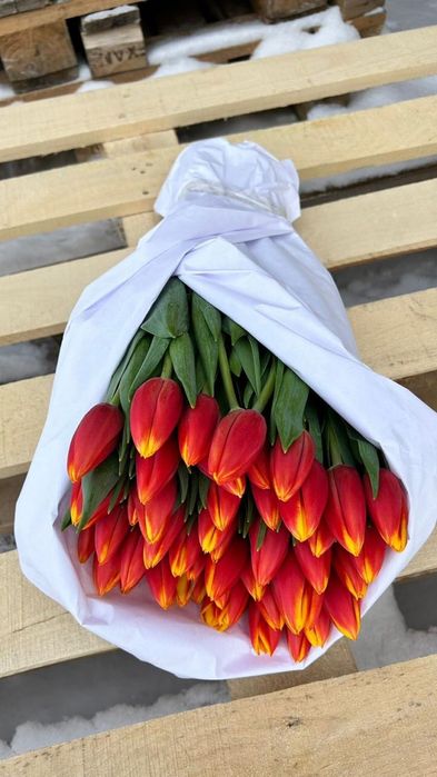 Тюльпан оптом ( луковица Голландия)