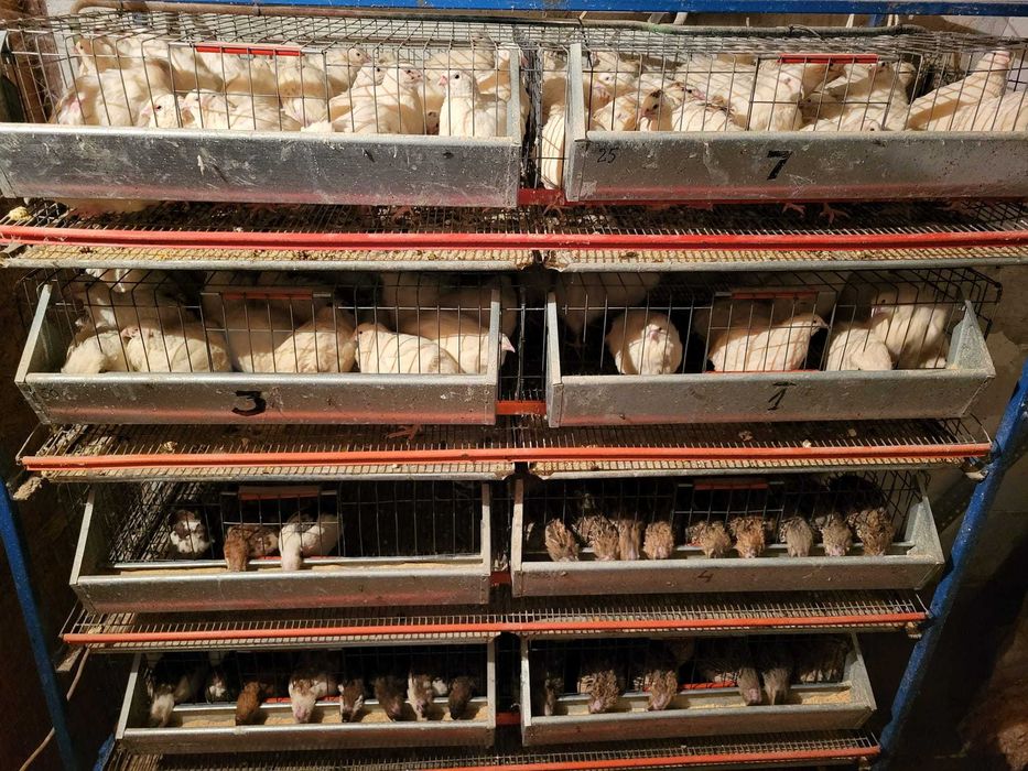 Oua Prepelita Pentru INCUBAT/CONSUM