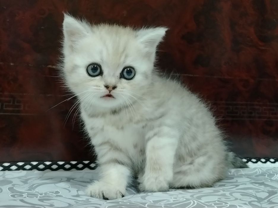 Британские Шиншилла