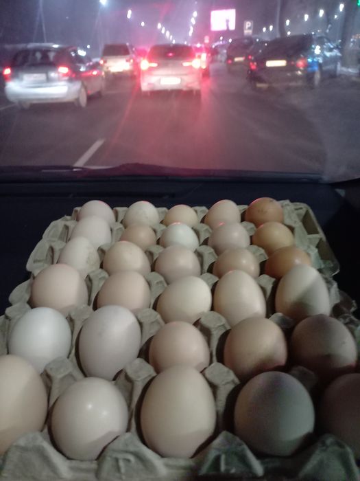 Продам инкубационные яйца