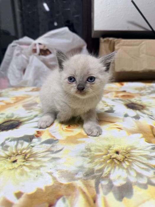 Отдам котят в добрые руки