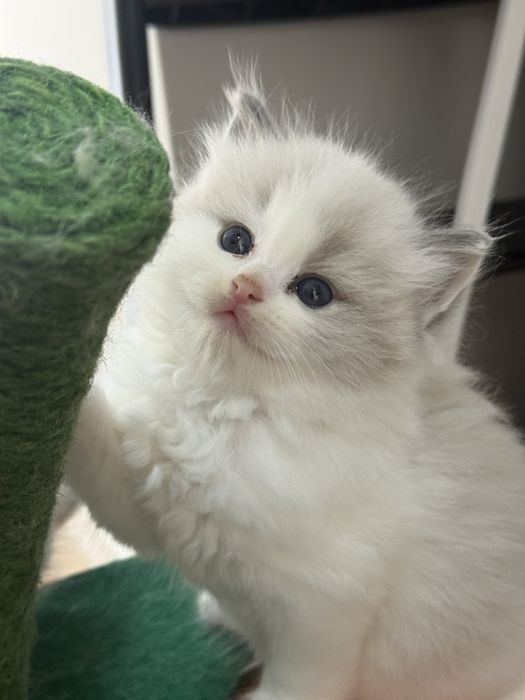 Рэгдолл Рэгдолл Рэгдолл!!!