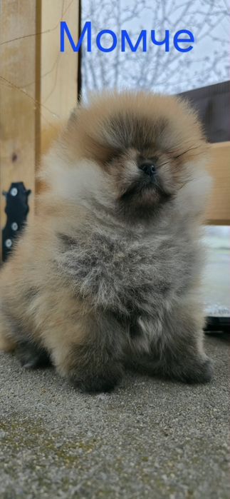 Померанчета на 2 месеца. БЕЗПЛАТНА ДОСТАВК!