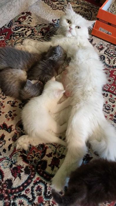 Породистые котята
