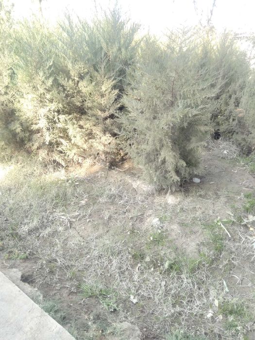 Беш йиллик арча кучат