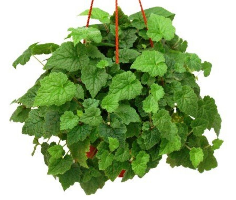 Толмея Мензиса/комнатные растения