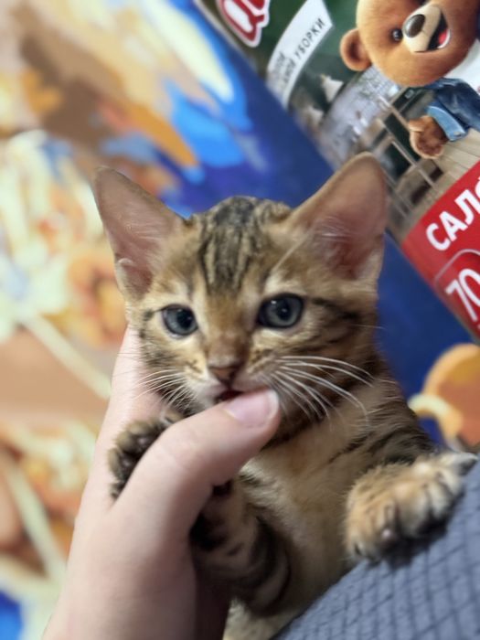 Продам бенгал котенка