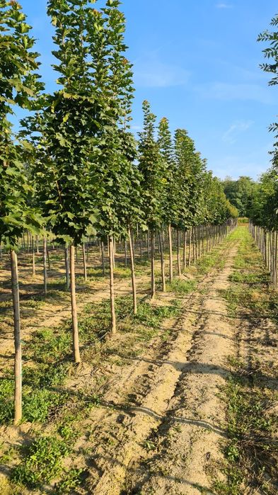 Acer Tei Platan Catalpa prunus pisardi