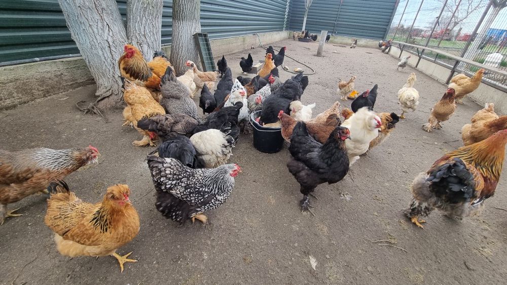 Oua  de incubat de la aceste găini