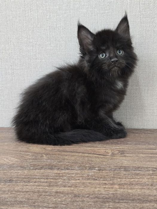 Девочка мейн-кун классик