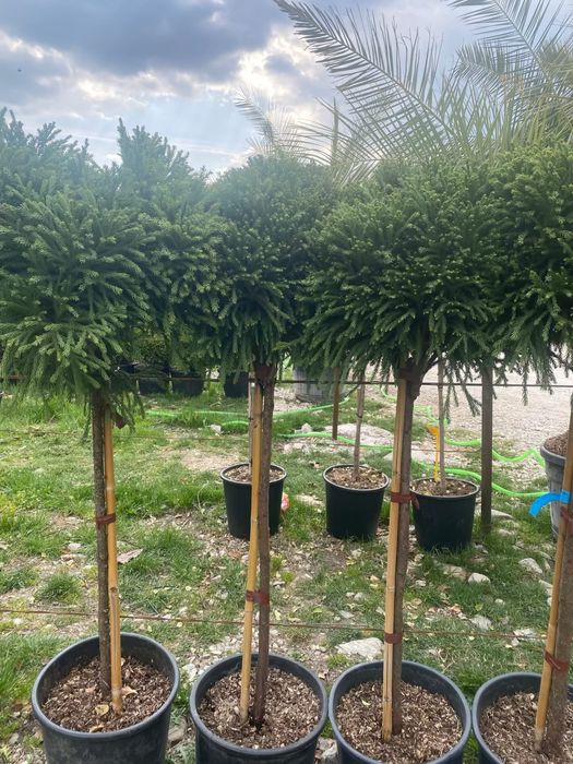 Plante ornamentale