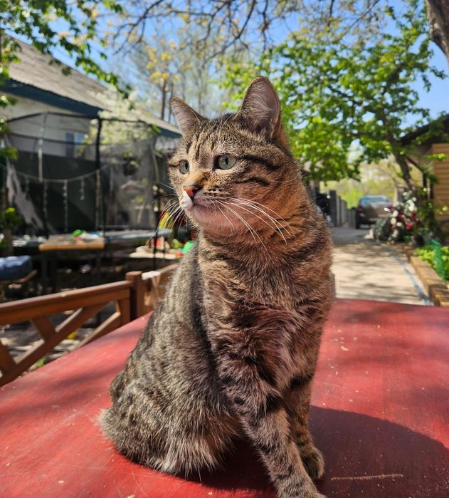 Котик Борис ищет дом!